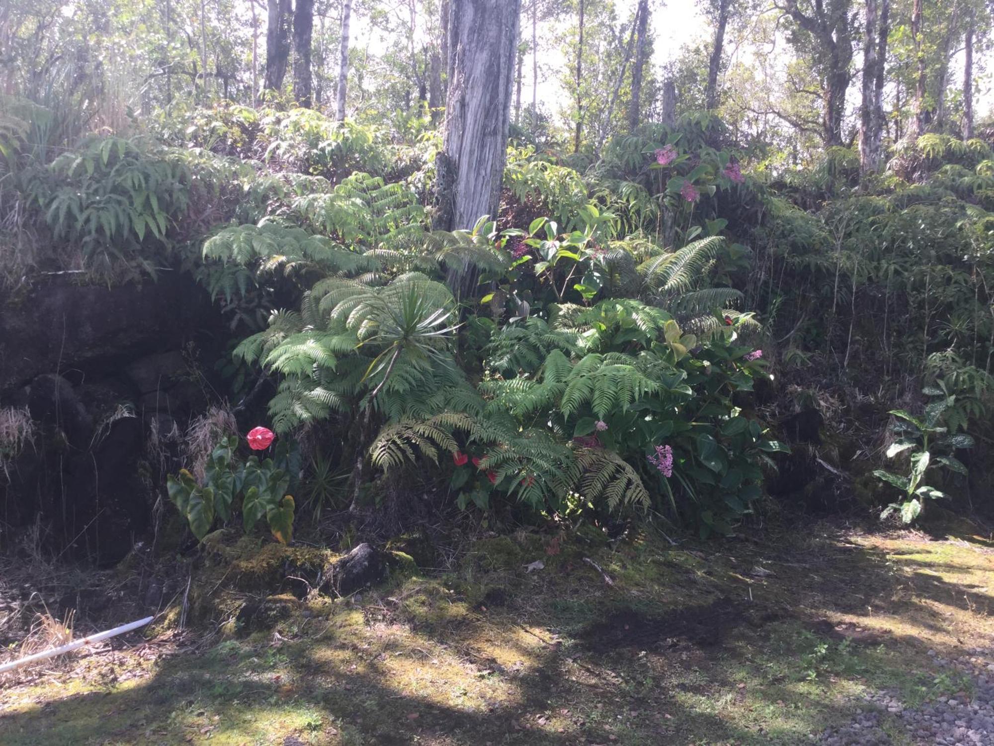Simply Convenient Tropical Country Studio Mountain View Bagian luar foto